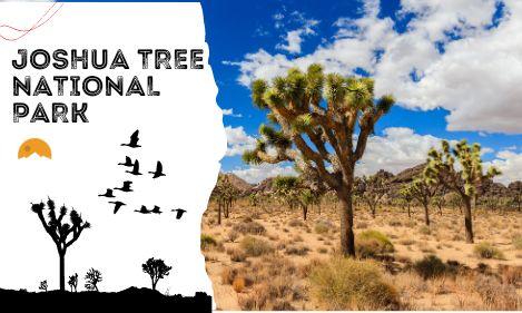 joshua tree national park entrance fees